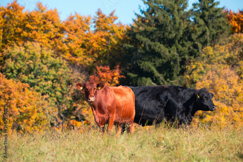 cows grazing together in a green rural field