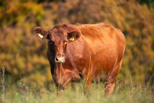 cows grazing together in a green rural field