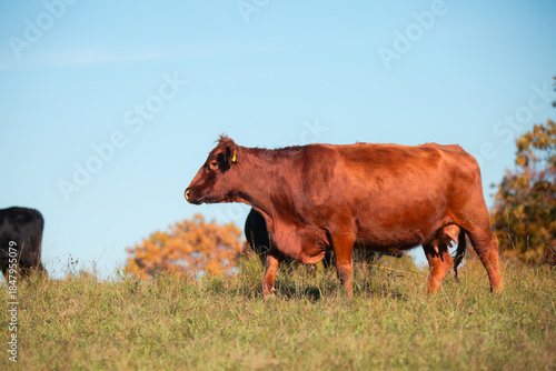 cows grazing together in a green rural field