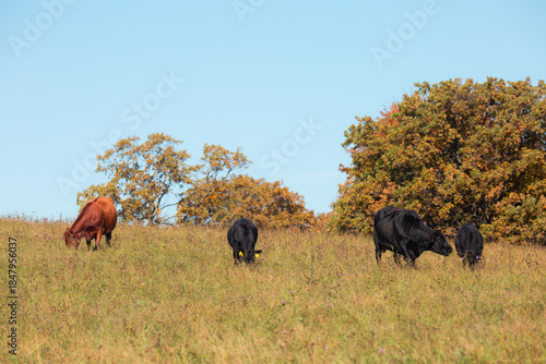 cows, grazing, cattle, herd, pasture, meadow, farmland, livestock, agriculture, dairy, beef, farm, rural, countryside, nature, landscape, grassland, field, bovine, animals, outdoor, summer, spring, sc