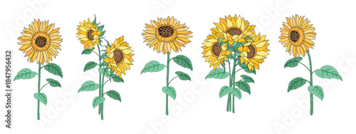 Sunflower Illustration Set with Varied Bloom and Leaf Arrangements