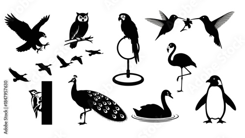 Collection of bird silhouettes eagle, owl, parrot, hummingbirds, flamingo, penguin, peacock, swan, and small flying birds