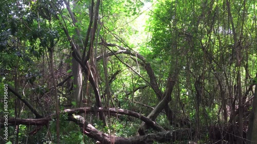 Beautiful summer forest scene with natural sunlight and vivid green foliage background.