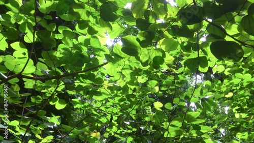 Green summer forest with sun rays shining through lush tree branches and fresh green leaves.