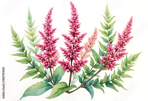 A detailed illustration depicts pink flowering plants with slender green leaves. The arrangement highlights the intricate features of the flowers and foliage, celebrating nature's colors.