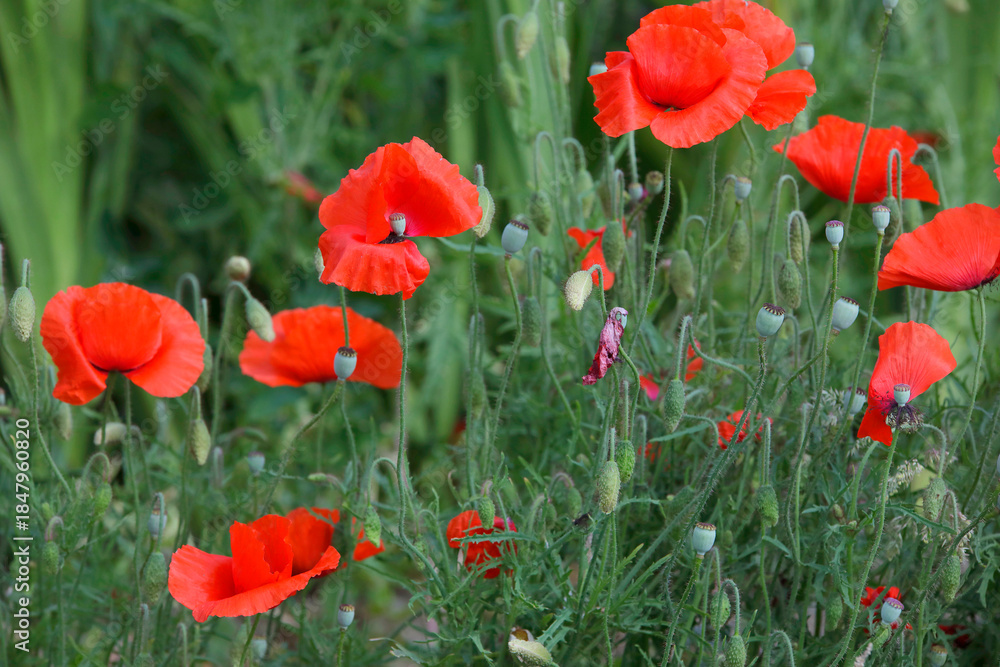 Fototapeta premium Klatschmohn (Papaver rhoeas) auch Mohnblume mit roten Blüten 