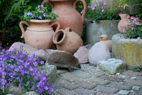 Nördliche Weißbrustigel (Erinaceus roumanicus) läuft im Garten zwischen Deko