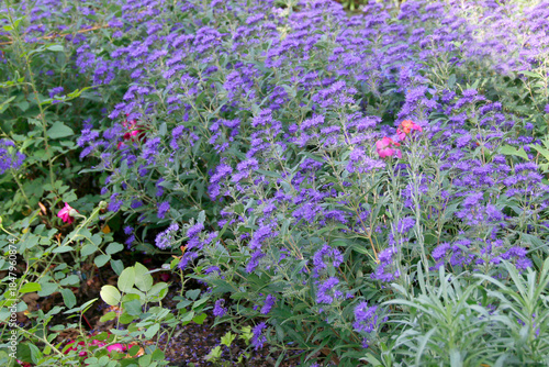 Bartblumen (Caryopteris) Zierpflanze im Garten 