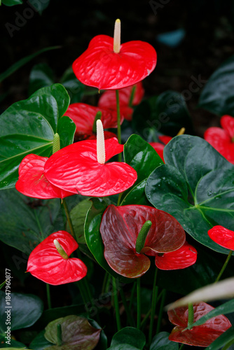 Flamingoblumen (Anthurium) Anthurien, Pflanze mit roten Blüten 