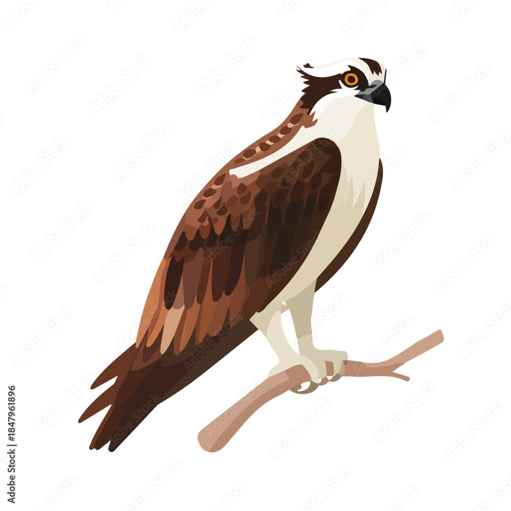Φωτογραφία Osprey — flat 2D vector artwork created in a clean, modern, and minimal style on white background