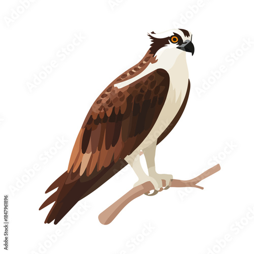 Osprey — flat 2D vector artwork created in a clean, modern, and minimal style on white background.