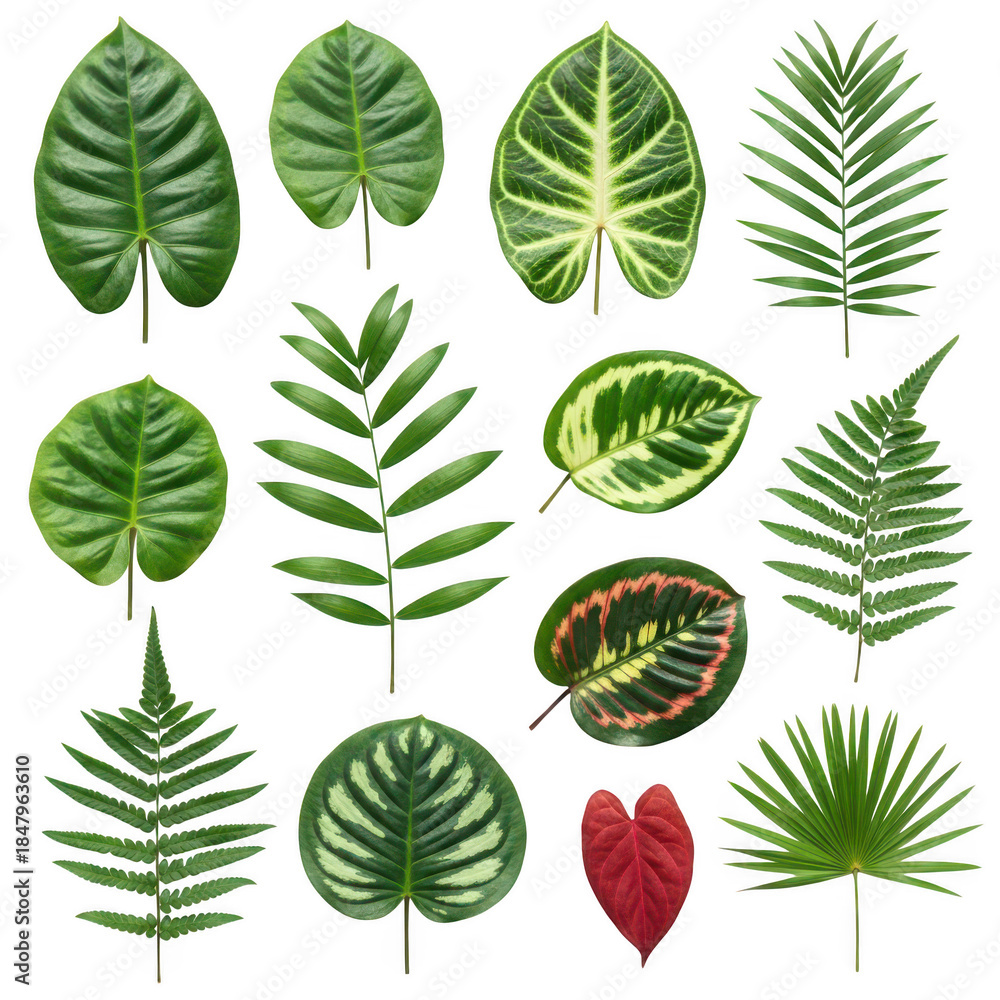 Fototapeta premium Collection of twelve diverse tropical plant leaves in various green and red hues against a