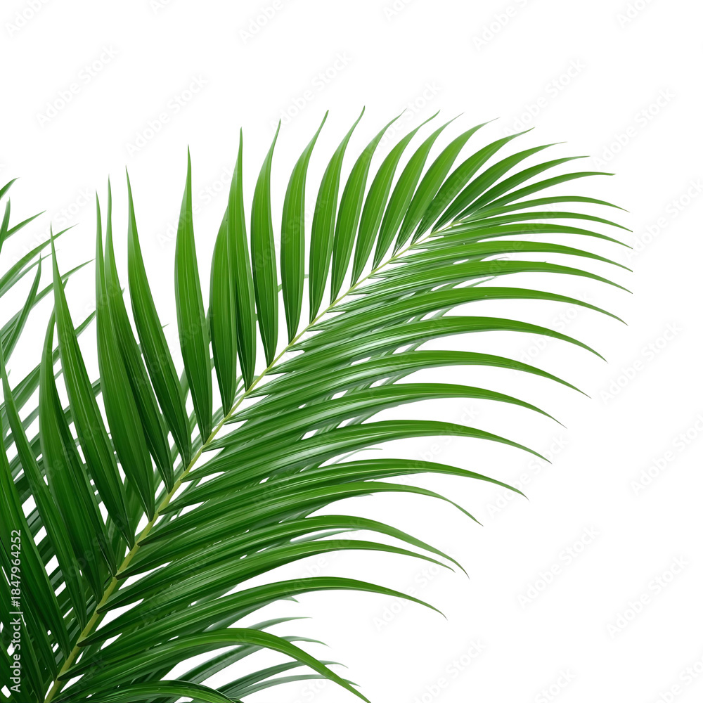 Obraz premium tropical palm leaf
