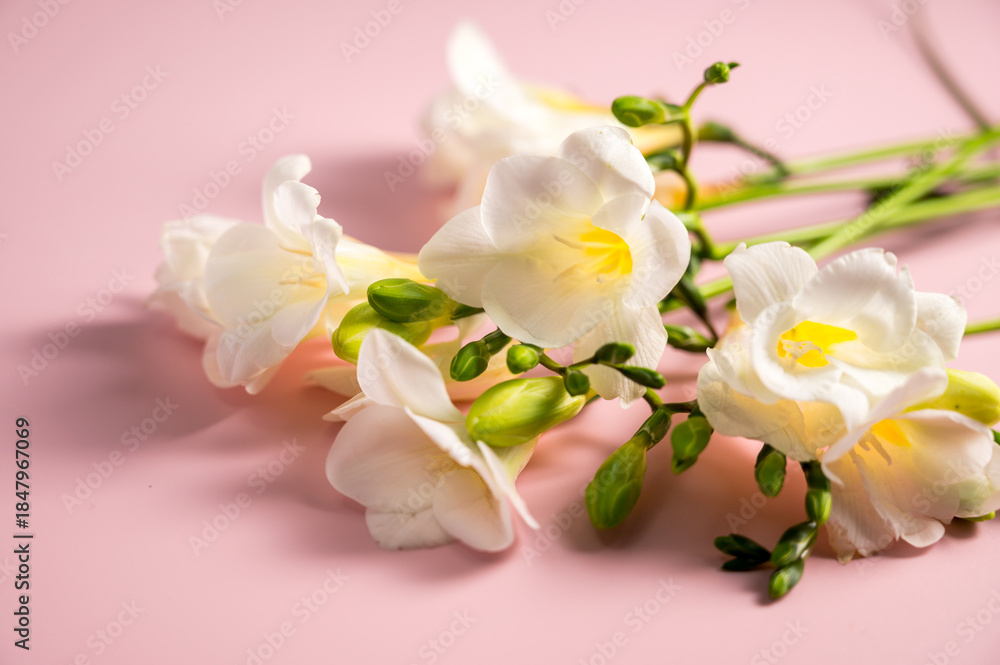 Fototapeta premium White floral spring, easter background. Freesia white flowers in vase, copy space