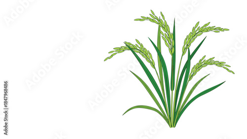 Illustration of vibrant green rice plants with developing grains, showcasing agricultural growth and natural beauty in a simple design.