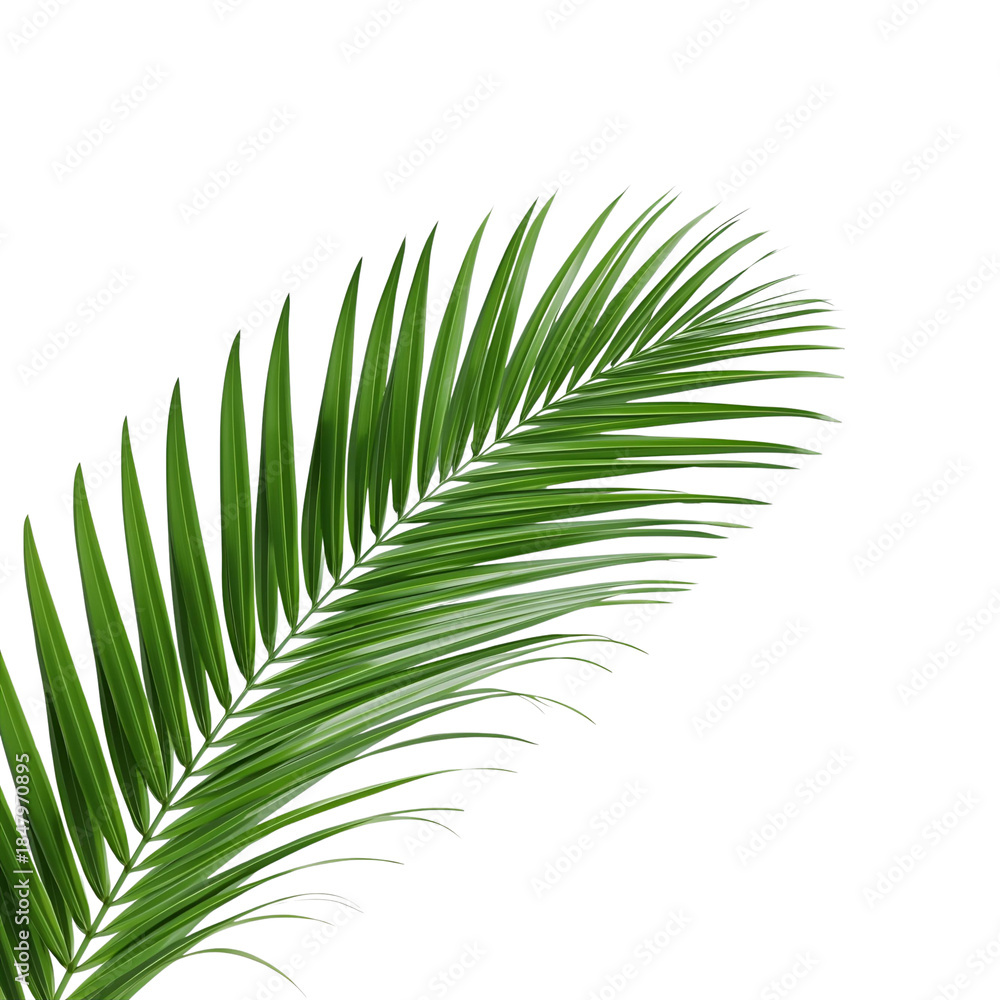Fototapeta premium tropical palm leaf