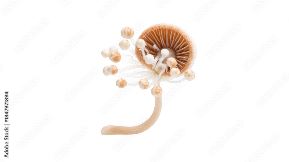 Fototapeta premium Cluster of newly formed mushrooms sprouting from fungal spores, showcasing delicate gills and slender stems, isolated on a transparent background, ideal for nature, biology, and scientific projects