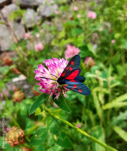 Colorful butterfly on pink flower in natural garden environment