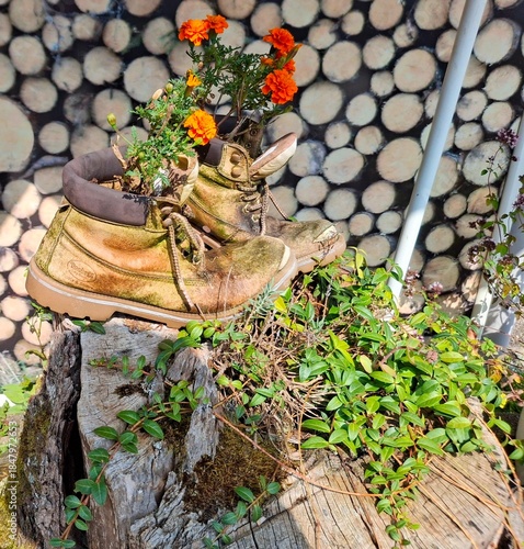 Rustic flower pot with plants against wooden background