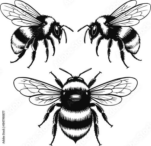 Vintage Bumblebee Engraving Illustration Set  Hand-Drawn Insect Line Art Collection