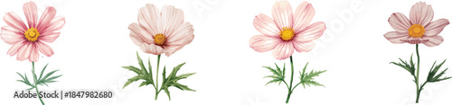 A beautiful watercolor illustration set of a cosmos flower, showcasing its delicate petals, vibrant yellow center, and accompanying green leaves on a stem.