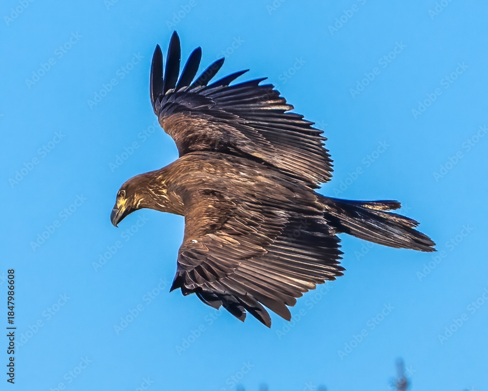 Obraz premium Juvenile Bald Eagle in flight