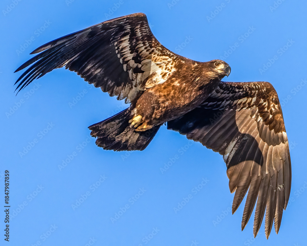 Obraz premium Juvenile Bald Eagle in flight
