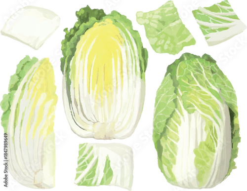 Detailed illustration of fresh Napa cabbage, whole, halved, and individual leaves, showing its texture and color.