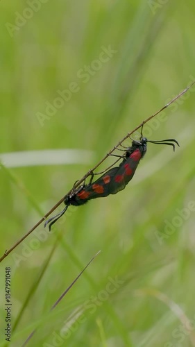 Five-spot Burnet Moth Mating on a Grass Stem