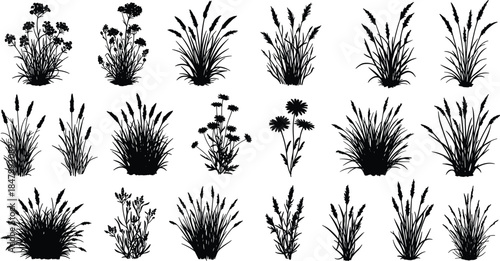 Black silhouette collection of wild grasses, flowering plants, and meadow vegetation for botanical illustration, landscaping design, garden decoration, and nature art