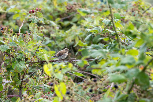 Canvas Print Common Linnet (Linaria cannabina) - Common in coastal dunes farmland and scrub a