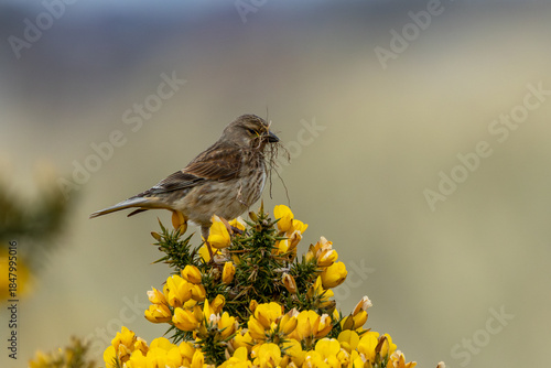 Photography Common Linnet (Linaria cannabina) - Common in coastal dunes farmland and scrub a