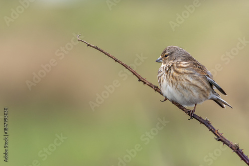 Canvas Print Common Linnet (Linaria cannabina) - Common in coastal dunes farmland and scrub a