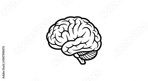 Anatomical illustration of human brain symbolizing cognitive functions and thought processes