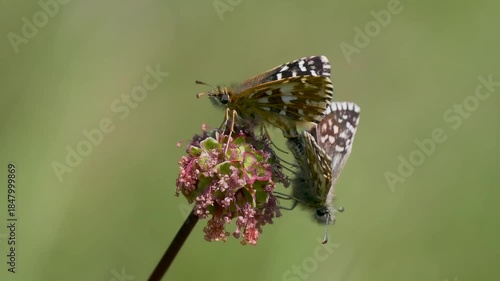 Grizzled Skipper Mating on Small Burnett
