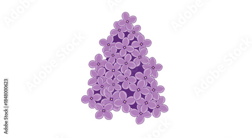Delicate lilac blossoms in vector format on a seamless white background, capturing the flower's