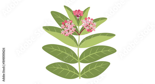Delicate pink blooms and symmetrical verdant foliage in simplistic botanical illustration