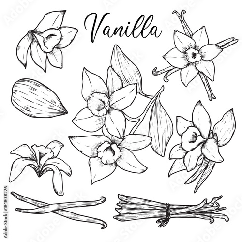 Set of hand drawn vanilla flowers outline drawing illustration
