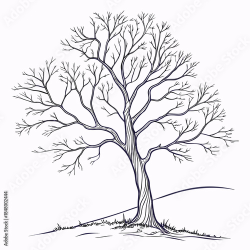 Leafless tree on hillside