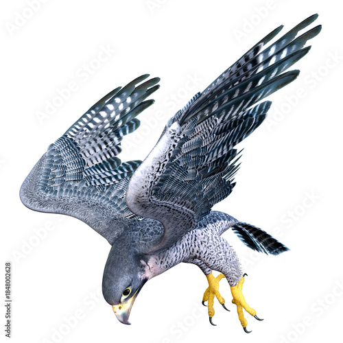 3D Rendering Falcon Bird on White