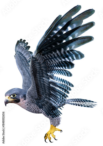 3D Rendering Falcon Bird on White