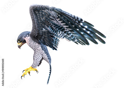 3D Rendering Falcon Bird on White