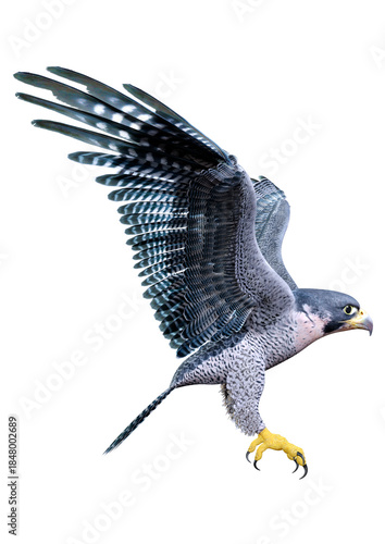 3D Rendering Falcon Bird on White