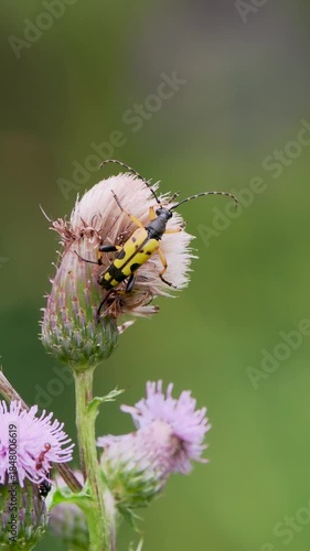 Black-and-yellow Longhorn Beetle on Creeping Thistle