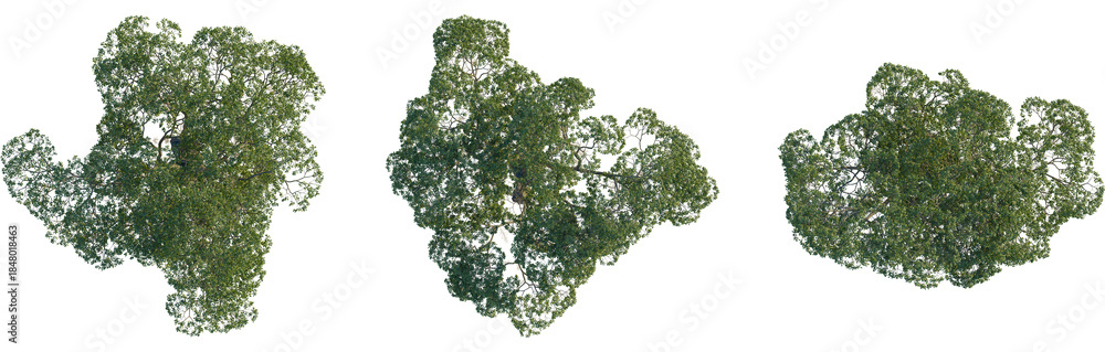 Fototapeta premium Fraxinus caroliniana tree plan, top view, 4K PNG, cutout, isolate, Three green tree tops with leaves on transparent background