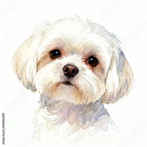 a white fluffy dog, a lapdog on a white background, a pet, an artificial intelligence generator, AI, an image of a neural network. background for the design