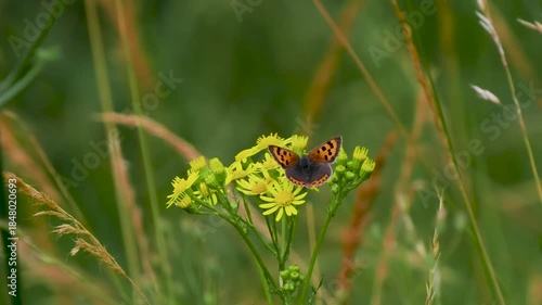 Small copper butterfly ( Lycaena phlaeas ) on a ragwort