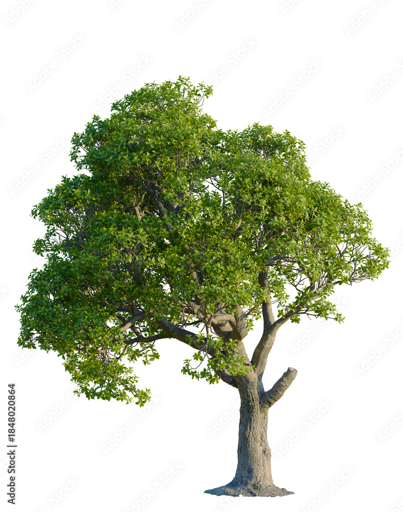 Obraz premium Myrsine lessertiana tree, front view, cutout, 4K PNG, isolate, Mature tree with lush green leaves on transparent background