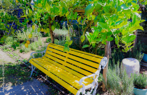 A bright yellow bench sits peacefully in a lemon farm.