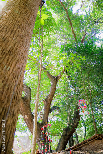 Sunlight shines through the leaves, creating soft shadows.